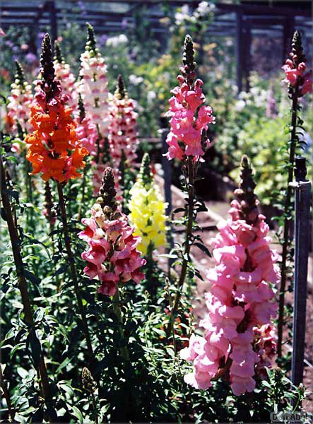 Filoli-JUN06-08b.jpg