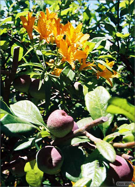 Filoli-JUN06-17b.jpg