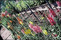 Filoli-JUN06-09b.jpg