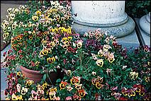 Filoli-JUN06-29c.jpg