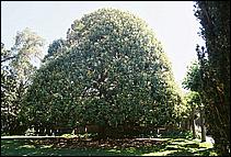 Filoli-JUN06-95b.jpg