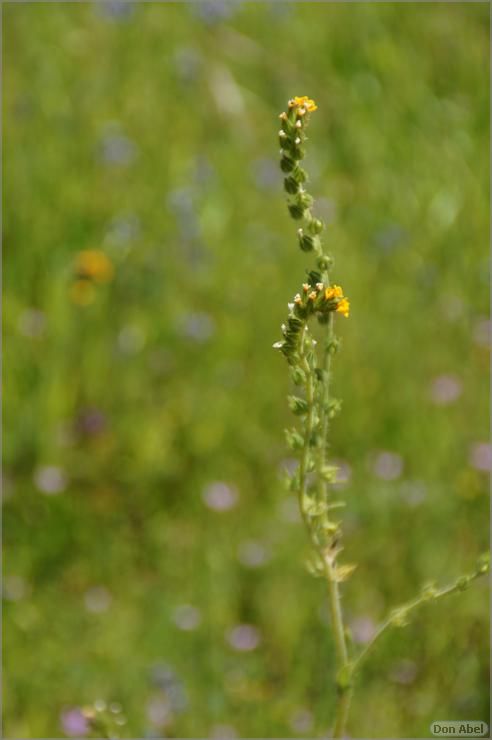 Wildflowers-GrantCP_APR09-036b.jpg - for personal use