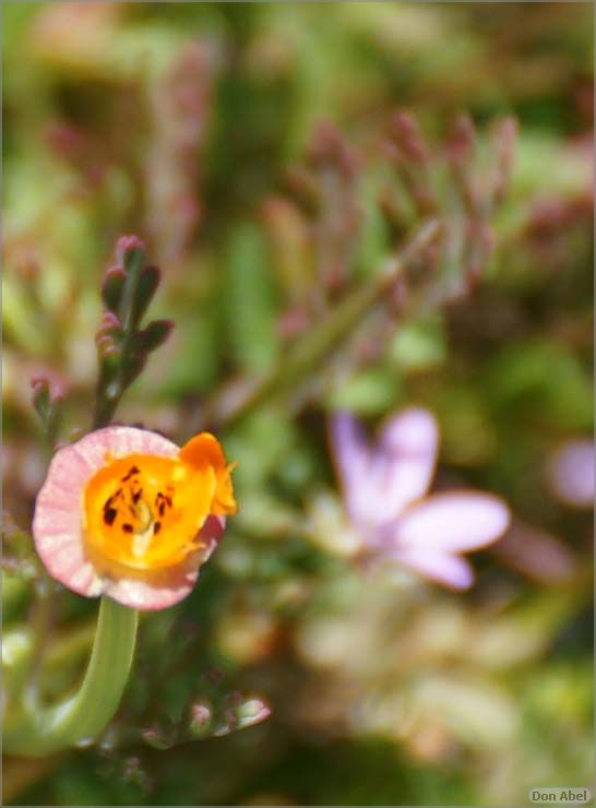 Wildflowers-GrantCP_APR09-173d2.jpg - for personal use