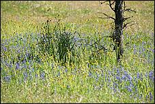 Wildflowers-GrantCP_APR09-004c.jpg