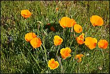 Wildflowers-GrantCP_APR09-031b.jpg