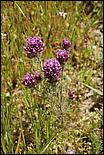 Wildflowers-GrantCP_APR09-035b.jpg