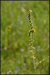 Wildflowers-GrantCP_APR09-036b.jpg