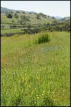 Wildflowers-GrantCP_APR09-040b.jpg