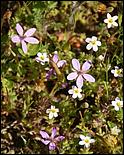 Wildflowers-GrantCP_APR09-046d.jpg