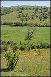 Wildflowers-GrantCP_APR09-047b.jpg