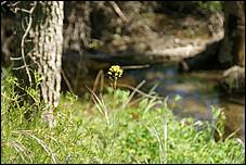 Wildflowers-GrantCP_APR09-076b.jpg