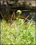 Wildflowers-GrantCP_APR09-076d.jpg