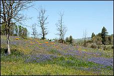 Wildflowers-GrantCP_APR09-077c.jpg