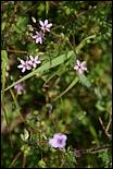 Wildflowers-GrantCP_APR09-196b.jpg