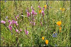 Wildflowers-GrantCP_APR09-273b.jpg