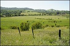 Wildflowers-GrantCP_APR09-336b.jpg