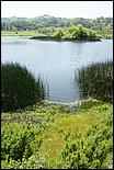 Wildflowers-GrantCP_APR09-381b.jpg