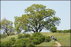 Wildflowers-GrantCP_APR09-382b.jpg