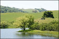 Wildflowers-GrantCP_APR09-392c.jpg