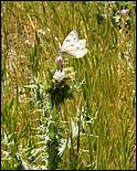 Wildflowers-GrantCP_APR09-397c.jpg