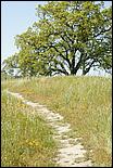 Wildflowers-GrantCP_APR09-402b.jpg