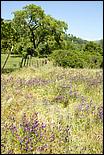 Wildflowers-GrantCP_APR09-411c.jpg