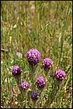 Wildflowers-GrantCP_APR09-438b.jpg