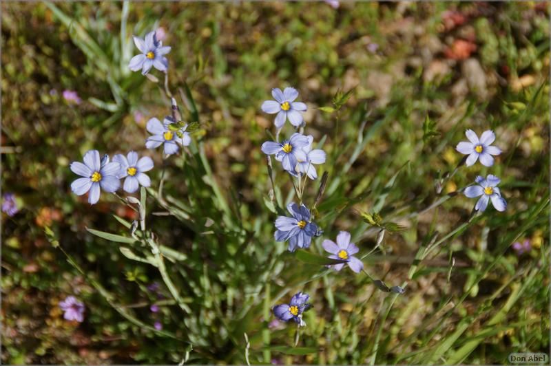 Wildflowers-GrantCP_APR09-030b.jpg - for personal use