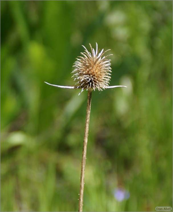 Wildflowers-GrantCP_APR09-068d.jpg - for personal use