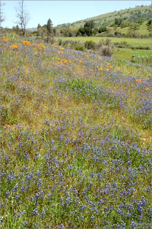 Wildflowers-GrantCP_APR09-082c.jpg - for personal use