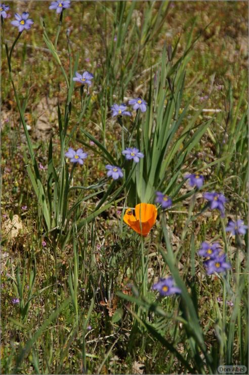 Wildflowers-GrantCP_APR09-175b.jpg - for personal use