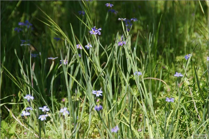 Wildflowers-GrantCP_APR09-177b.jpg - for personal use