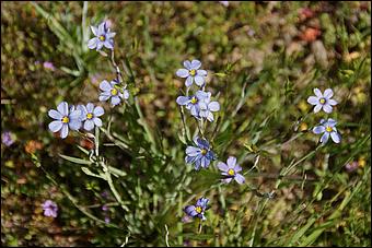 Wildflowers-GrantCP_APR09-030b.jpg