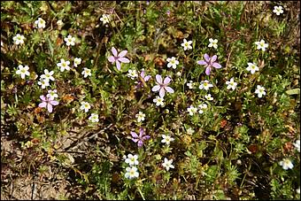 Wildflowers-GrantCP_APR09-046b.jpg