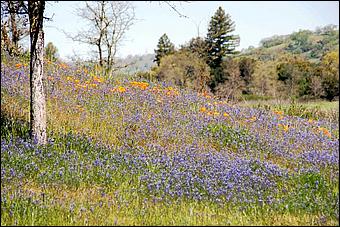 Wildflowers-GrantCP_APR09-058c.jpg