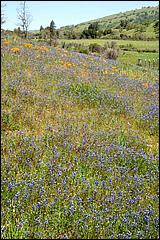 Wildflowers-GrantCP_APR09-082c.jpg