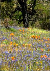 Wildflowers-GrantCP_APR09-085c2.jpg