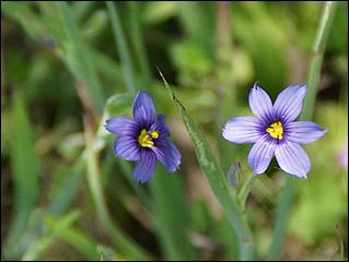 Wildflowers-GrantCP_APR09-088d.jpg