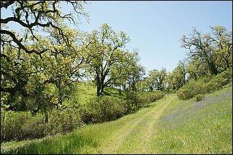 Wildflowers-GrantCP_APR09-103b.jpg