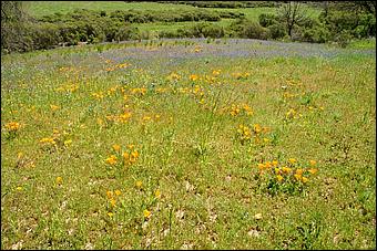 Wildflowers-GrantCP_APR09-115c1.jpg