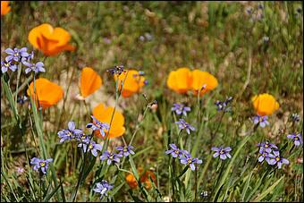 Wildflowers-GrantCP_APR09-121b.jpg