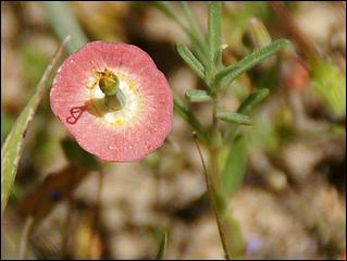 Wildflowers-GrantCP_APR09-132c.jpg