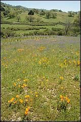 Wildflowers-GrantCP_APR09-134b.jpg