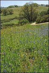 Wildflowers-GrantCP_APR09-137d.jpg