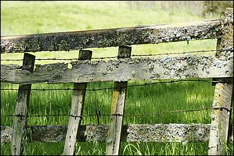 Wildflowers-GrantCP_APR09-204b.jpg