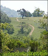 Wildflowers-GrantCP_APR09-229d.jpg
