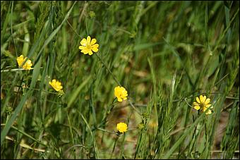 Wildflowers-GrantCP_APR09-258b.jpg