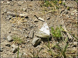 Wildflowers-GrantCP_APR09-395c.jpg