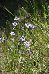 Wildflowers-GrantCP_APR09-423b.jpg