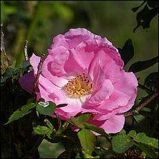 Guadalupe_and_Heritage_Rose_Gardens-004a-web.jpg